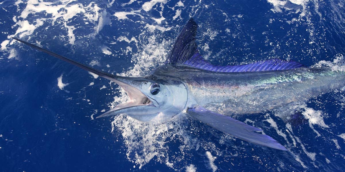 Mackerel Fishing on the Alabama Coast